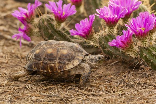 TX, Berlandiers tortoise and strawberry pataya